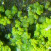 Candelariella reflexa